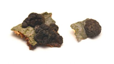 Daldinia concentrica fungus