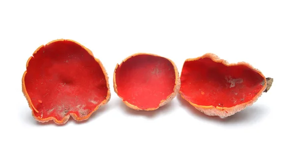 红精灵杯蘑菇 — 图库照片