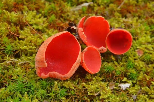 Scarlet elf cup — Stockfoto