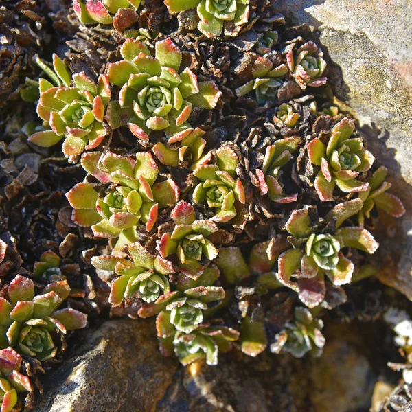 Saxifraga paniculata plant — Stock Photo, Image