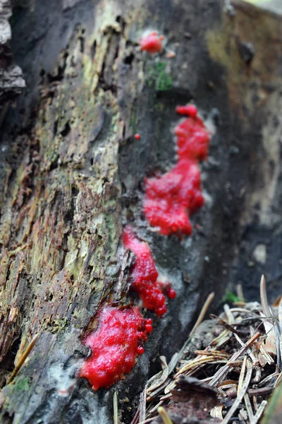 Tubifera ferruginosa houba — Stock fotografie