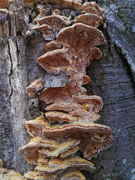 trametes ochracea mantar
