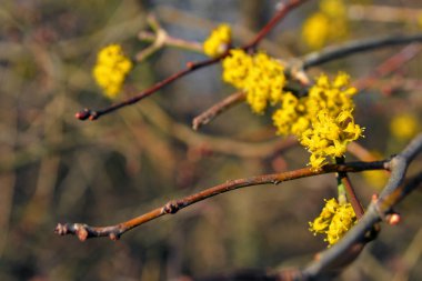 Cornus mas çiçek