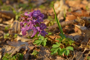 corydalis solida flower, fumewort