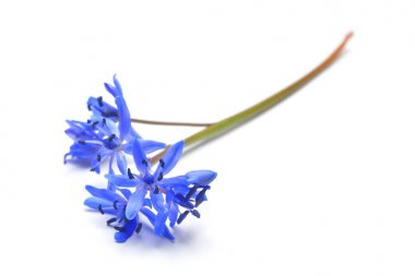 Scilla bifolia çiçek, Alp squill  