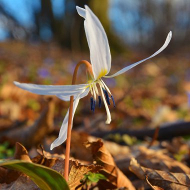 köpek dişi çiçek açan çiçek