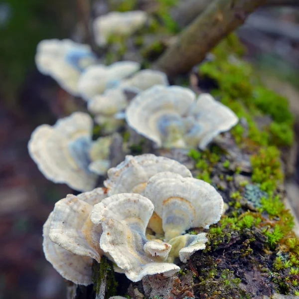 Turkeytail 곰 팡이, 구름 — 스톡 사진