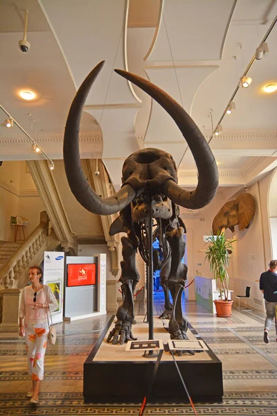 Kerangka mammoth di museum — Stok Foto