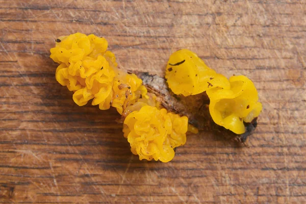 Золотой желейный грибок — стоковое фото