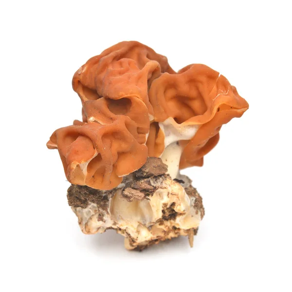 Falešné Morel houba — Stock fotografie
