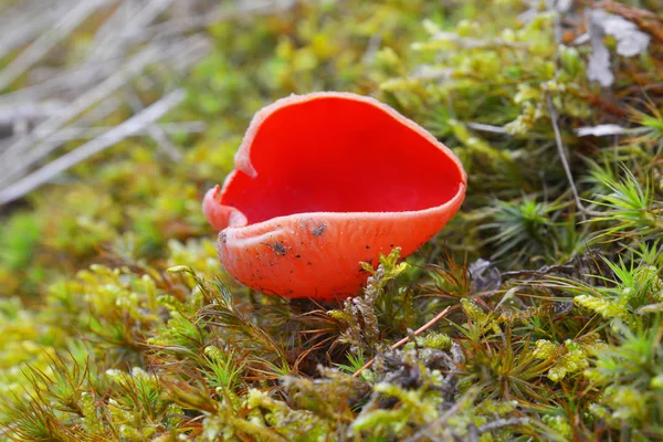 Scarlet elf cup — Stock Photo, Image