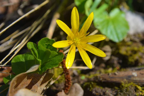 The pilewort flower — Stock Photo, Image