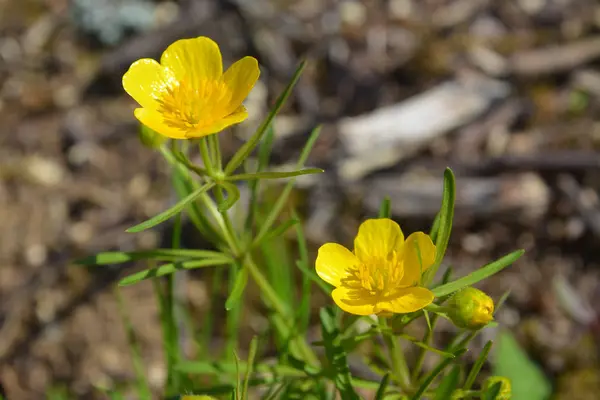 Creeping buttercup flower — Stock Photo, Image
