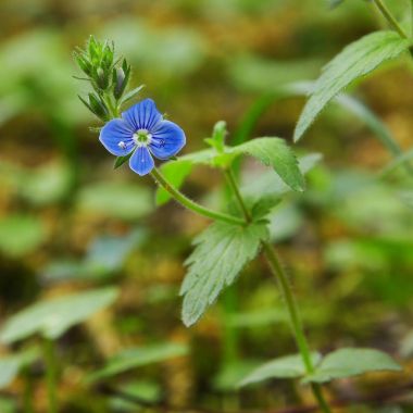 Mavi speedwell çiçek