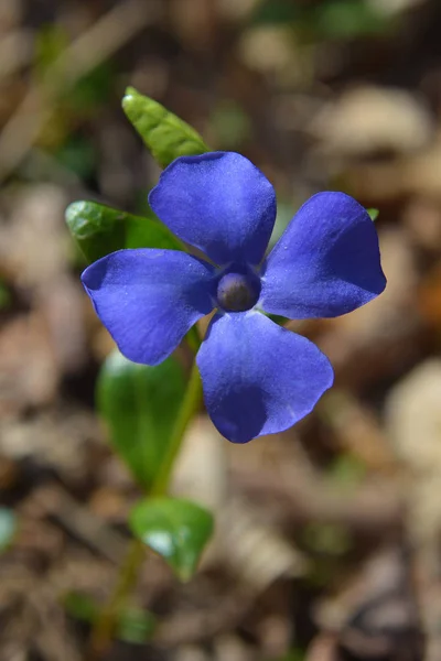 Lombhullató periwinkle virág — Stock Fotó