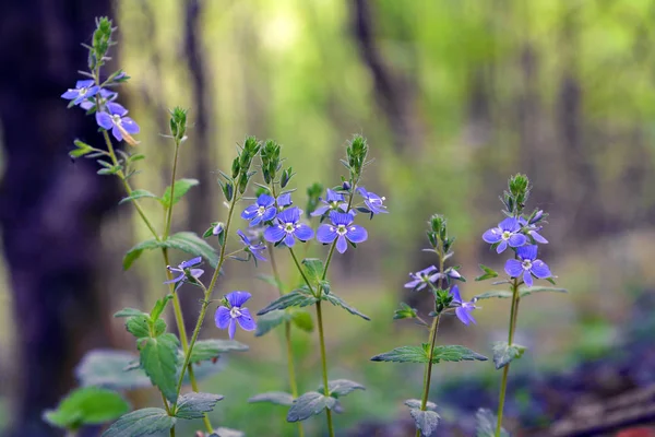 Speedwell virág — Stock Fotó