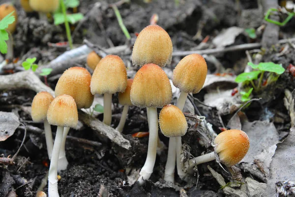 Coprinellus sacharinus mushrooms, inkap — стоковое фото