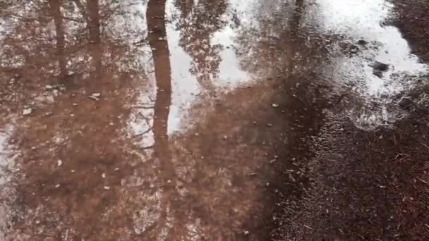 Rain forest abstrakt natur — Stockvideo