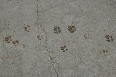 köpek hayvan parça paws