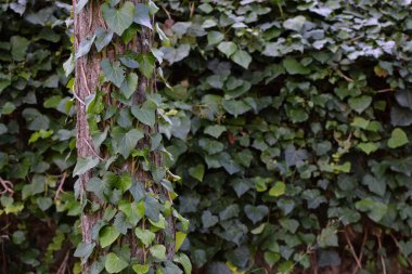 sarmaşık tırmanma ağaç gövde yeşil sarmaşık