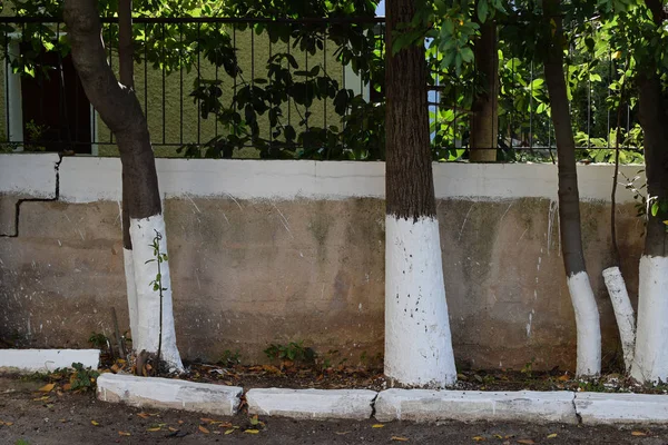 Troncos de árvores caiadas — Fotografia de Stock