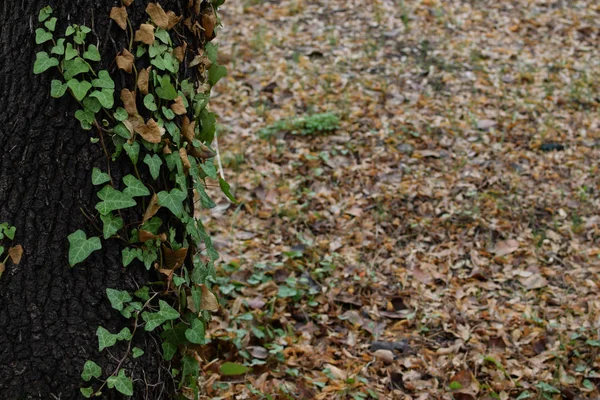 Trepador vid árbol tronco —  Fotos de Stock