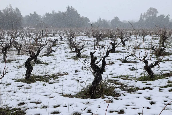 Grapevine plantation snow — Stock Photo, Image