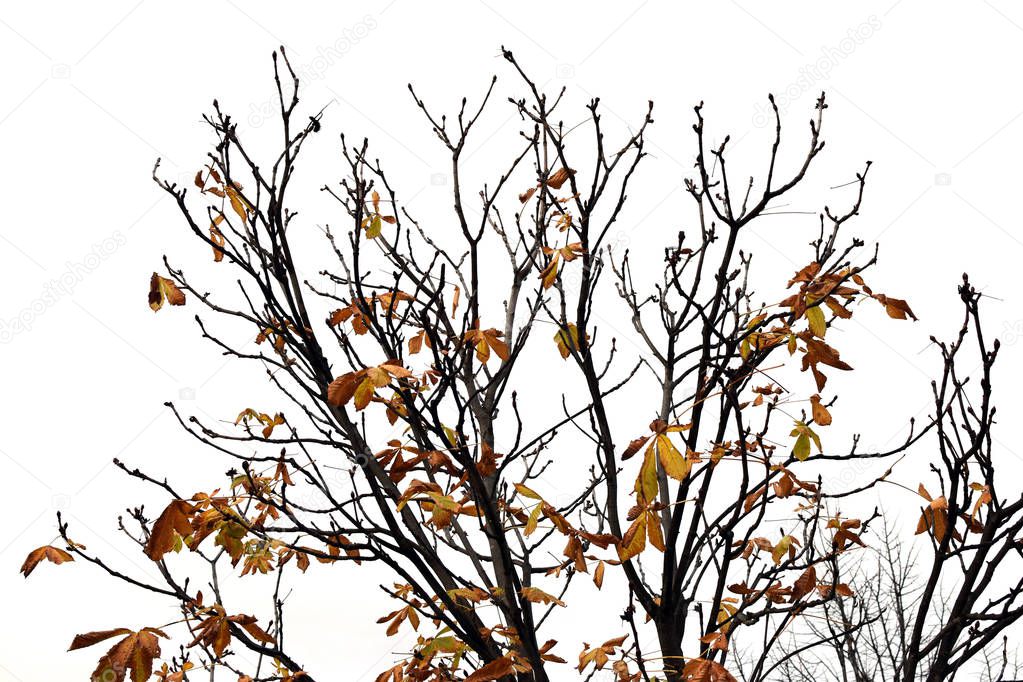 tree branches with brown leaves
