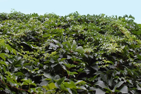 Grön murgröna växt blad — Stockfoto