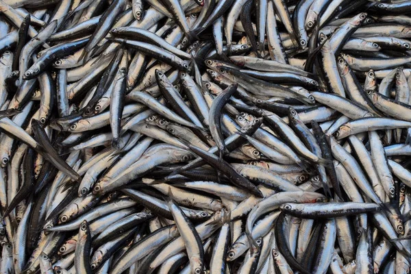 Fundo de peixe espadilha — Fotografia de Stock