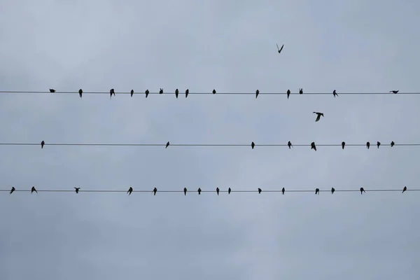 燕子栖息在电线 — 图库照片