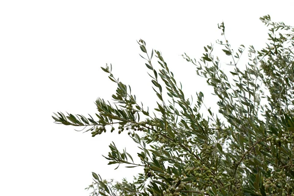 Olive tree branches with olives — Stock Photo, Image