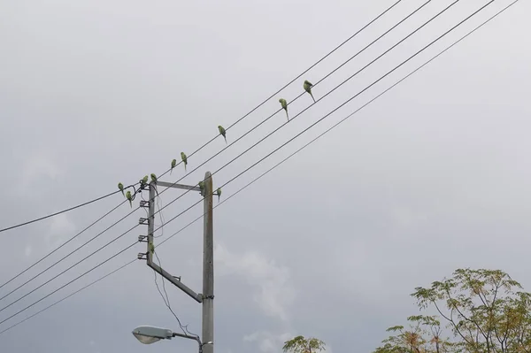 Parrot birds perched on wires — Stock Photo, Image