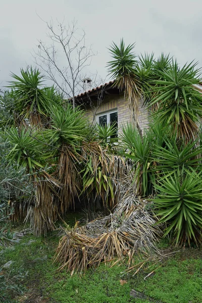 Abandoned house with overgrown yucca plants — Stock Photo, Image