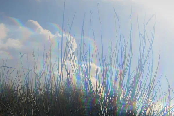 Plants and clouds abstract light leak — Stockfoto