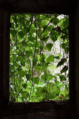 Doğanın ıslah ettiği terk edilmiş bir evin kırık camında asma yaprağı perdesi.