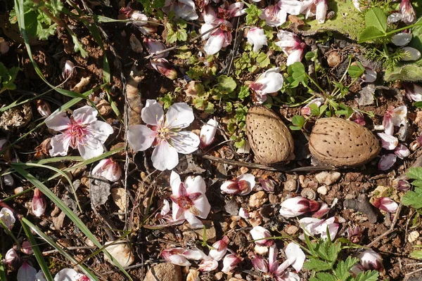 Kwiaty Nasiona Migdałów Ziemi Tło Wiosny — Zdjęcie stockowe