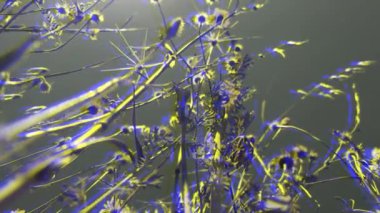 Soyut bahar çiçekleri ve bitkiler rüzgarda sallanıyor. Mavi ve sarı kaplamalı düşük açılı monokrom.