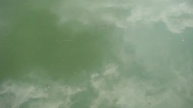 Gerridae su böceği tarafından yapılan su yüzeyinde yavaş çekim dalgalanmaları..