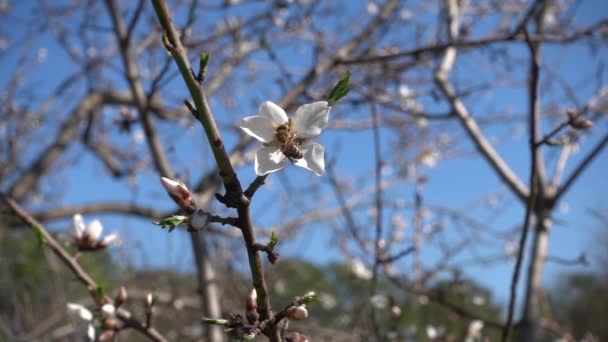 アーモンドの木の花にスローモーション蜂が飛んでいます 春の自然 — ストック動画