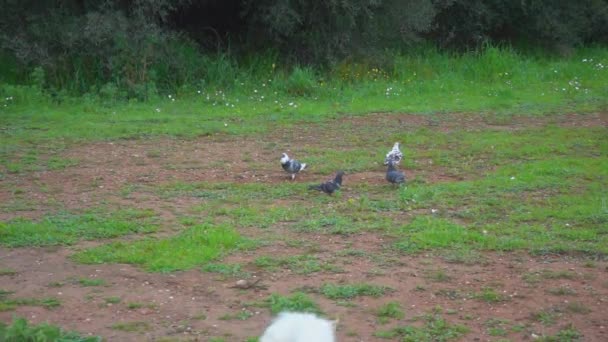 Cão Correndo Direção Aos Pombos Câmera Lenta Aves Voando Para — Vídeo de Stock