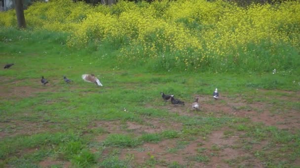 Cão Pequeno Perseguir Pombos Animais Câmera Lenta Correndo Voando Para — Vídeo de Stock