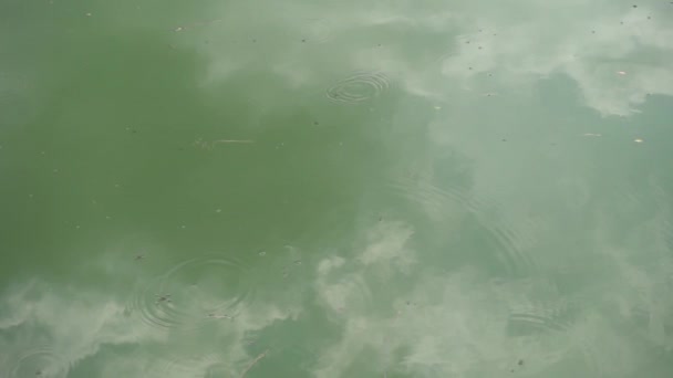 グリダエ水ストライダー昆虫によって作られた池水面上のスローモーションリップル — ストック動画