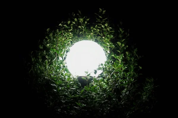 Φωτεινή Υδρόγειο Που Περιβάλλεται Από Φωτισμένα Φύλλα Φυτών Νύχτα — Φωτογραφία Αρχείου