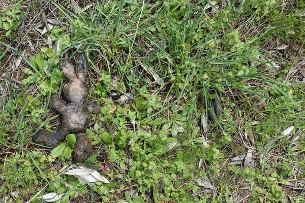 Muddy Paashaas Knuffeldier Tussen Gras Verloren Speelgoed Het Bos — Stockfoto