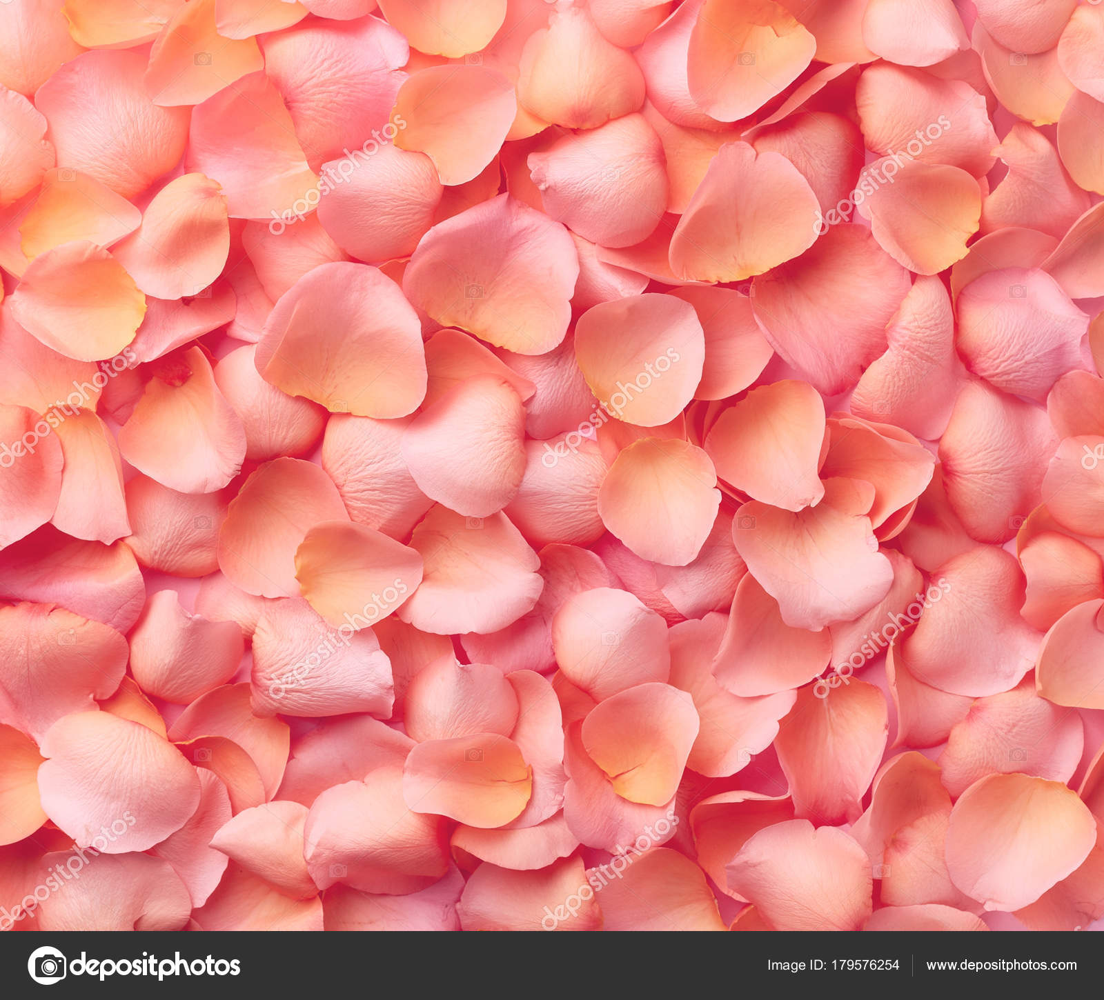 Pink Roses Petals - Heather Floral