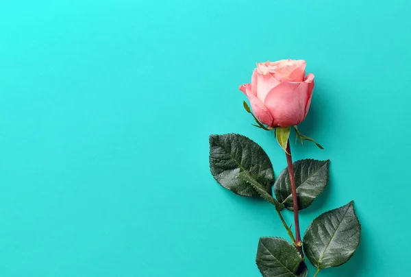 蓝色背景的粉红玫瑰 — 图库照片