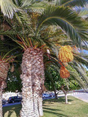 Aralık 'ta İspanya' da Palm