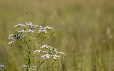    böcekler üzerinde çiçek swarm