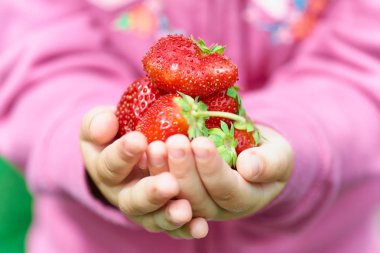 Bahçeden yeni toplanmış çilekler..